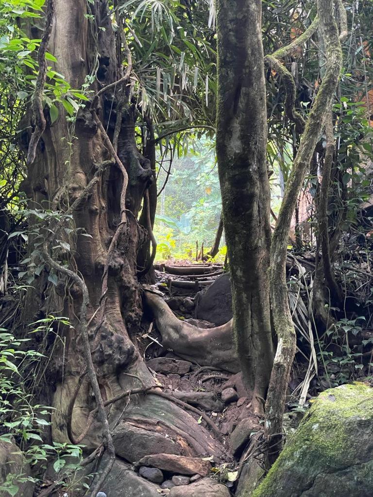 Chalet In The Jungle Pallegama Bilik gambar